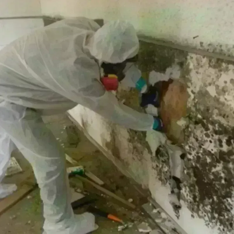 Mold Remediation and Removal in Piedmont, AL